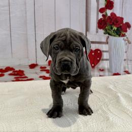 Poppy - Gray brindle female Cane Corso puppy in Loogootee, Indiana from Walnut Creek Cane Corso