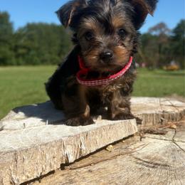 Tilly - Black and tan female Yorkshire Terrier puppy in Jayess, Mississippi from Barbara Clark