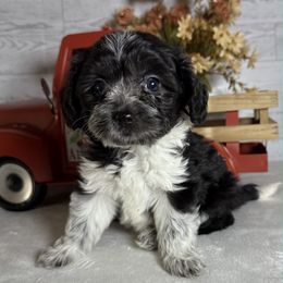 Slate - Black and white male Aussiedoodle puppy in Bronson, Florida from Tabler Family Puppies