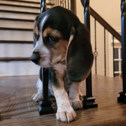 Beagles from Segall Beagles