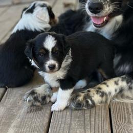Raven - Black tri female Miniature American Shepherd puppy in Greenwood, Indiana from Barnaby’s Barn Dog’s