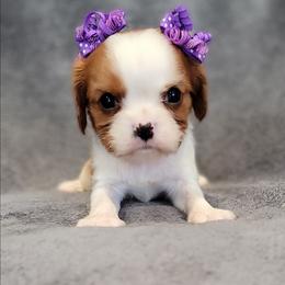 Felicity - Blenheim female Cavalier King Charles Spaniel puppy in Romeoville, Illinois from KonopkaKennelsLLC