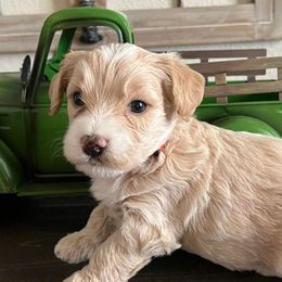 Bernedoodles and Goldendoodles from Growing Up Doodles