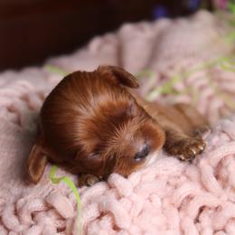 AKC Teeter - Ruby female Cavalier King Charles Spaniel puppy in Albany, Indiana from Hatz Off Puppies