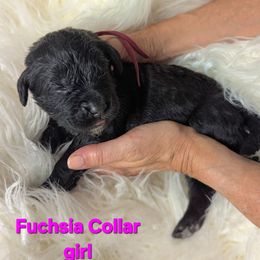 Fuchsia Collar - Black female Assorted Doodle Crosses puppy in Elma, New York from Newfiedoodles of WNY