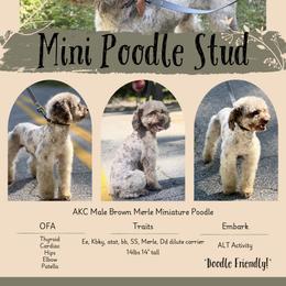 Old English Sheepdog, Poodle, Sheepadoodle, and Yorkipoo All Grown Up from Love Tallulah Sheepadoodles LLC