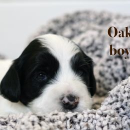 Oak - Black male Australian Labradoodle puppy in Manchaca, Texas from Heartrock Labradoodles