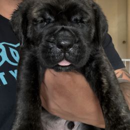 Black collar - Obie - Black brindle male Cane Corso puppy in Vallejo, California from Rico's Cane Corso