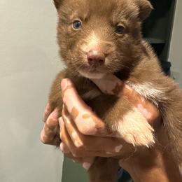 Boy 1 - Red and white male Siberian Husky puppy in Pelham, Alabama from Tails & Belles Dog Breeding
