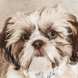 Shih Tzus and Shorkies from Kennel in the Valley
