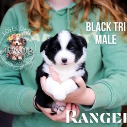 Ranger - Black tri male Miniature American Shepherd puppy in Ferndale, California from Lost Coast Aussies