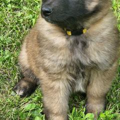 Belgian Tervuren Puppies from Kismet Belgian Tervuren's  owner Angela Ernst