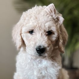 Penelope - Cream Goldendoodle puppy in Corona, California from West Coast Goldendoodles