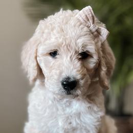 Penelope - Cream Goldendoodle puppy in Corona, California from West Coast Goldendoodles