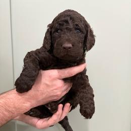Carli - Chocolate female Goldendoodle puppy in Mesa, Arizona from Schmidt’s Doxies N Doodles