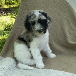 Rye - Blue merle and white male Sheepadoodle puppy in Columbia, Tennessee from Primrose Cottage Puppies