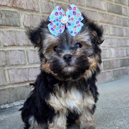 Bailey SMALL - Black & tan tri-color female Morkie puppy in Monticello, Iowa from Ashley’s Puppies