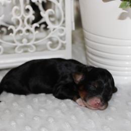 Pearl - Tri-color female Bernedoodle puppy in Eagle Mountain, Utah from Fur Real Puppies.