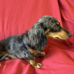 Tigger - Dachshund
