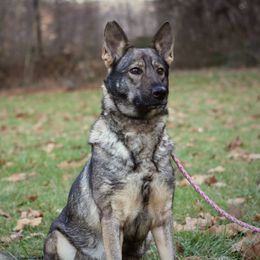 Ursula - German Shepherd