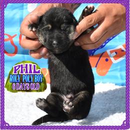 Punxsutawney Phil - Black and tan male German Shepherd puppy in Murrieta, California from Diamond Oaks German Shepherds