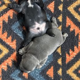 French Bulldog Puppies from K&J Frenchies