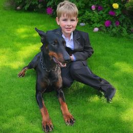 Trinity - Doberman Pinscher