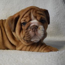 Girl 2 - Fawn and white female Bulldog puppy in Bradleyville, Missouri from HurstBulldogs