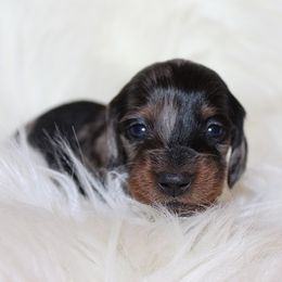 Girl 3 - Blue and tan female Dachshund puppy in Craig, Colorado from Rocky Mountain Shih Tzus and Dry Creek Miniature Dachshunds