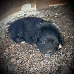 Birdie - Black tri female Toy Australian Shepherd puppy in North Lakeport, California from Wild Rose Ranch