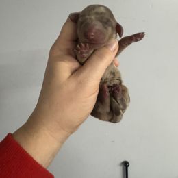 Daisy - Chocolate and cream female Dachshund puppy in Fredericksburg, Indiana from Blue River Mini Dachshunds