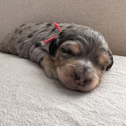 Boy 4 - Blue merle Aussiedoodle puppy in Bend, Oregon from Bella Ridge Farms & Dapper Doodles