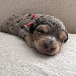 Boy 4 - Blue merle Aussiedoodle puppy in Bend, Oregon from Bella Ridge Farms & Dapper Doodles