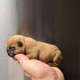 Latte - Fawn male French Bulldog puppy in Coatesville, Pennsylvania from The Chipper Frenchie