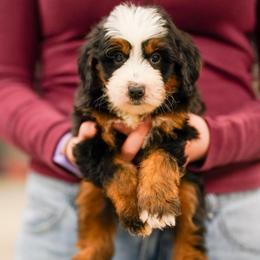 Ian - Tri-color male Bernedoodle puppy in Dundee, Ohio from Down Home Doodle