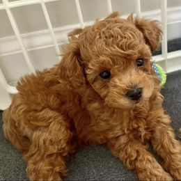 Maltipoo Puppies from Cece's Maltipoos