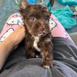 Dove (White) - Chocolate, tan and white female Yorkshire Terrier puppy in Parkersburg, West Virginia from Chocolate Diamonds in the RUFF