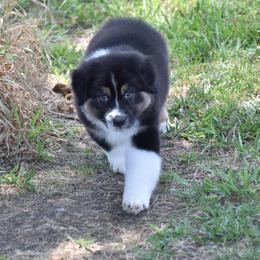 Smokestack - Black tri-color male Australian Shepherd puppy in Jameson, Missouri from Sky Creek
