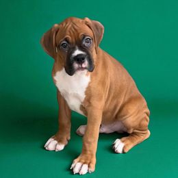 Mr Green - Fawn male Boxer puppy in Palm Coast, Florida from Starlight Boxer Corner