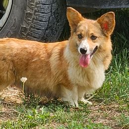 Mandy - Pembroke Welsh Corgi