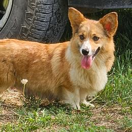Mandy - Pembroke Welsh Corgi
