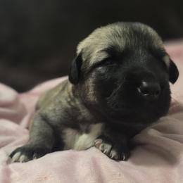 Anatolian Shepherd Dog Puppies from Florida Anatolian Shepherds