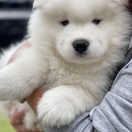 Samoyed Puppies from ArticCross Samoyeds-Florida
