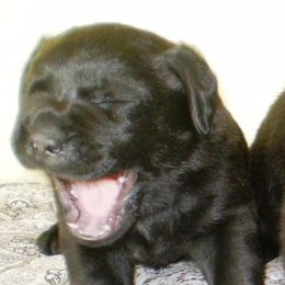 Labrador Retriever Puppies from Lorlyn Labradors