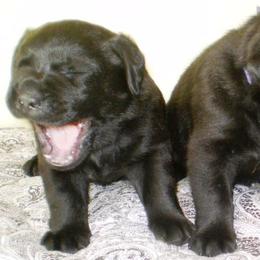 Labrador Retriever Puppies from Lorlyn Labradors