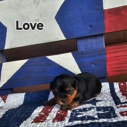 Love - Black and tan female Yorkshire Terrier puppy in Terrell, Texas from PBJ Farms