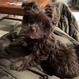 Assorted Doodle Crosses, Double Doodle, Maltipoo, Morkie, and Yorkipoo Puppies from Danza Bolo