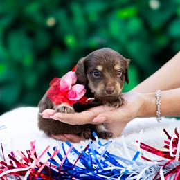 Cannoli - Chocolate and tan female Dachshund puppy in Fort Myers, Florida from Blossom Paws