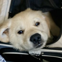 Golden Retriever puppies from Heart and Soul Dog Breeding, Inc.