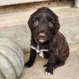 Pearl - Brown and white female Portuguese Water Dog puppy in Williamsport, Pennsylvania from Petersheim Porties